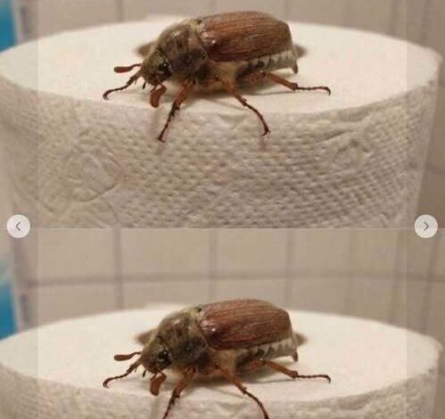 Found an Unfamiliar Insect? Here’s How to Identify It Safely