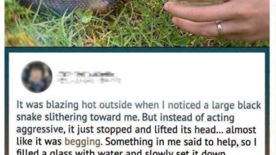 What Happened After a Wild Snake Approached Someone for Water