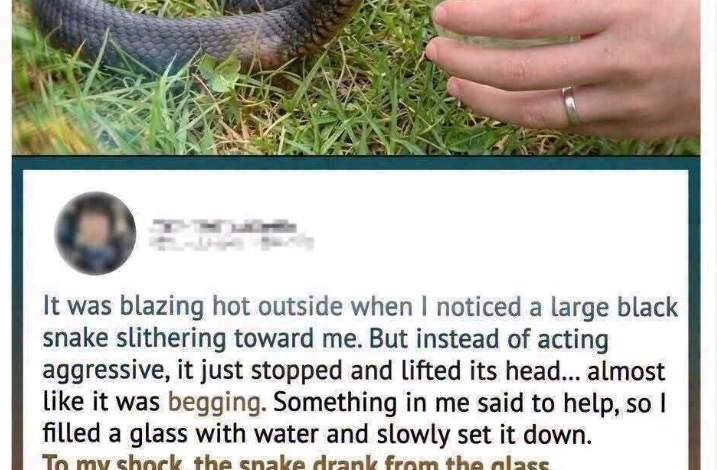 What Happened After a Wild Snake Approached Someone for Water